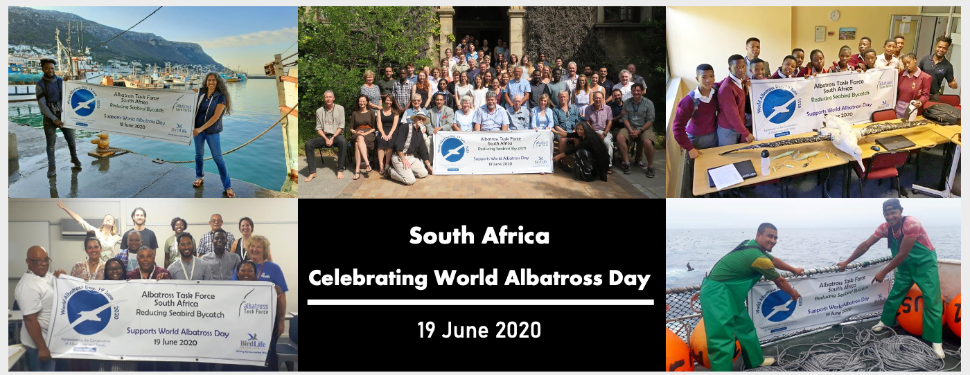 You are currently viewing SAHLLA joins BirdlifeSA and the Albatross Task Force to celebrate the first-ever World Albatross Day!