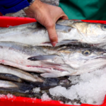MSC Grants for Sustainable Fishing Projects including South Africa’s Long-Line Hake.