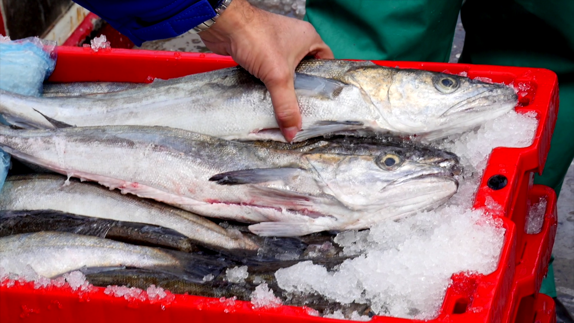 You are currently viewing MSC Grants for Sustainable Fishing Projects including South Africa’s Long-Line Hake.